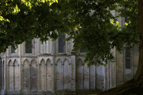 Liberty tree, maple-leaved plane tree Le Platane de la Liberté next to the cathedral Cathédrale
