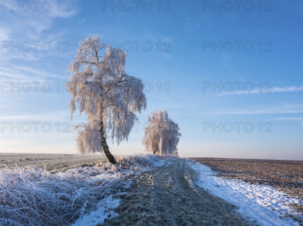 Field landscape in winter, ploughed fields and birch trees covered with hoarfrost, Memleben,