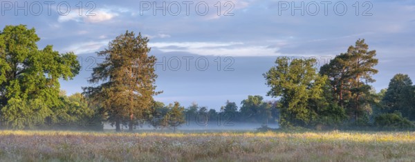 Wildflower meadow in Wörlitz Park with morning mist in the morning light, Garden Kingdom