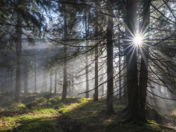 Natural spruce forest with morning fog, sunbeams break through the fog, at the Dreisesselberg,