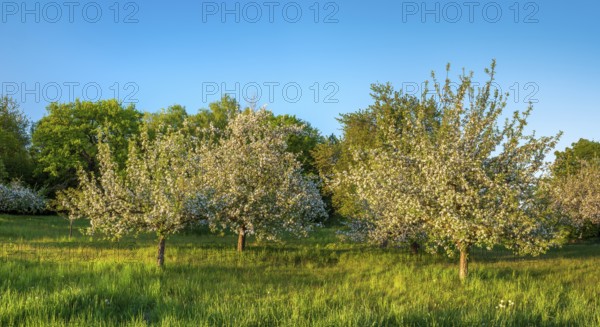 Orchard meadow in spring, green meadow and blossoming apple trees in the evening light, Rhön,