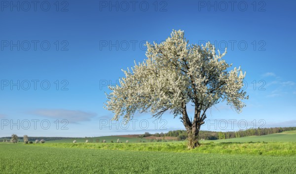 Landscape in spring, green fields and blossoming old large cherry tree, Freyburg, Saxony-Anhalt,