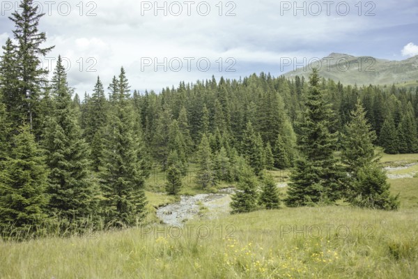 View of Rauris primeval forest from the Durchgang-Alm, Kolm Saigurn, Rauris, Pinzgau, Salzburg,
