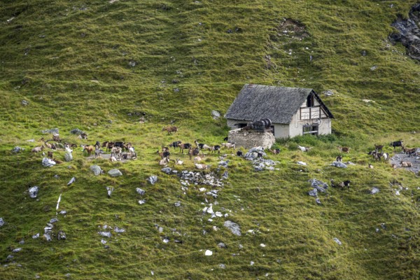 Alpine meadow with stable and herd of goats, Lazzacher Tal, Seven Lakes Hike, Stubai Alps, near