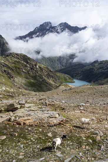 Sheep in barren mountain landscape, view of cloud-covered mountains and light blue mountain lake
