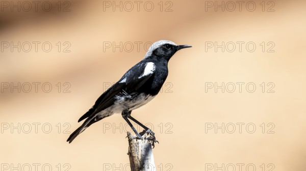 Mountain Wheatear (Myrmecocichla monticola), sitting on a branch, Spitzkoppe, Erongo, Namibia