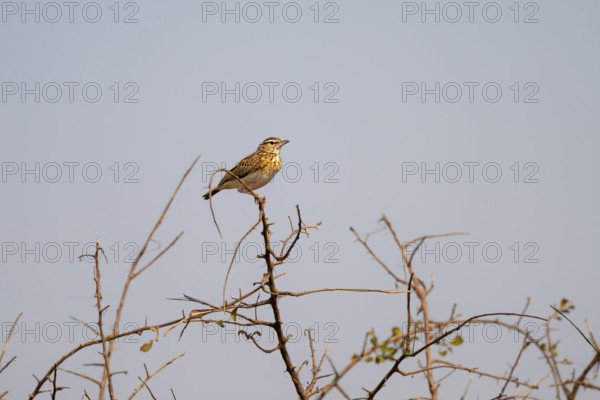 Lark (Calendulauda) sitting on a branch, Kruger National Park, South Africa