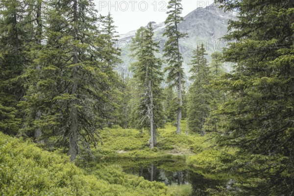 Blackwater pond, Rauris primeval forest, Kolm Saigurn, Pinzgau, Salzburg, Austria