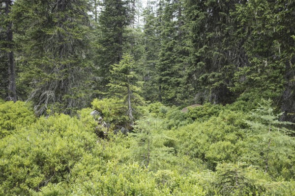 Rauris primeval forest, Kolm Saigurn, Pinzgau, Salzburg, Austria