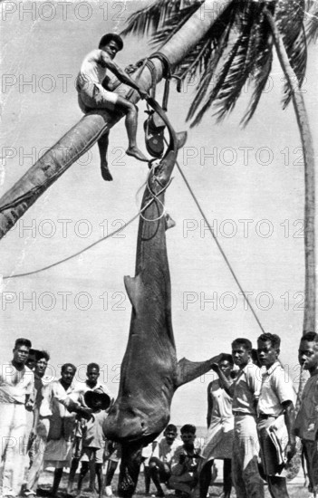 Tiger shark (Galeocerdo cuvier) caught in French Polynesia, ca. 1920, shark was hung up on a palm