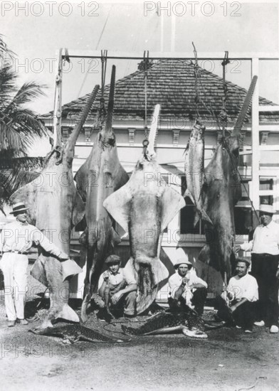 Sport fishing, sport fishermen, fishermen posing with catch, including the Common eagle ray