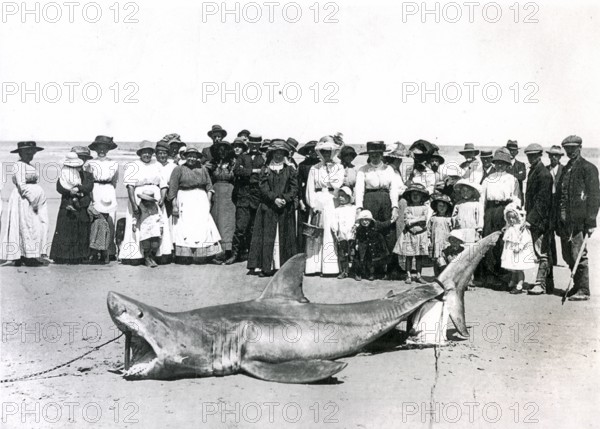 Great white shark (Carcharodon carcharias) caught in Adelaide, Australia Adelaide, 1915. Onlookers
