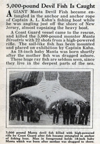 Newspaper report, article, harbour, fishing, onlookers standing in front of a giant manta ray
