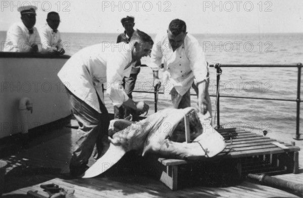 Sailors with a captured shark, presumably a tiger shark (Galeocerdo cuvier) . 1930s, location