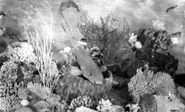 Museum installation, ca. 1920s, coral reef with various corals such as Acropora species and vase