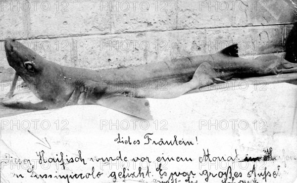 Shark with a letter to a young lady. Presumably a blue shark (Carcharhinus glaucusi, ca. 1930s,