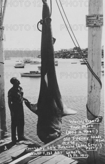 World record, fisherman Lyle Bazard with large tiger shark (Galeocerdo cuvier), weighing almost 700