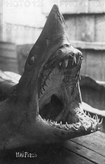 Mako shark (Isurus), exact species cannot be identified, dramatically laid out with open mouth, ca.
