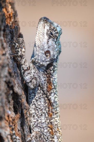 Tree agama, tree agama (Acanthocerus atricollis) on a tree, Kruger National Park, South Africa