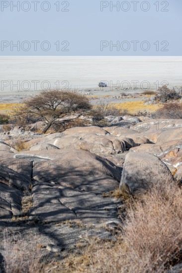 African baobab or baobab tree (Adansonia digitata), arid landscape, Kubu Island (Lekubu), Sowa Pan,