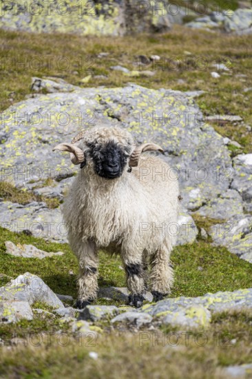 Valais Blacknose sheep (Ovis gmelini aries), high alpine mountain valley, Obere Senner Egete,