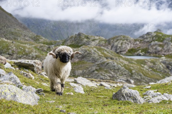 Valais Blacknose sheep (Ovis gmelini aries), high alpine mountain valley, Obere Senner Egete,