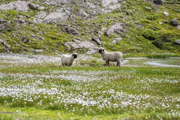 Two Valais Blacknose sheep (Ovis gmelini aries), in meadow with flowering white cotton grass, high