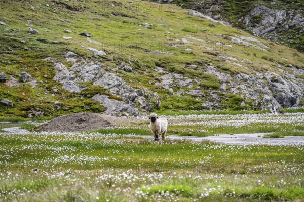Valais Blacknose sheep (Ovis gmelini aries), in meadow with flowering white cotton grass, high