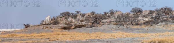 African baobab or baobab tree (Adansonia digitata), arid landscape, Kubu Island (Lekubu), Sowa Pan,