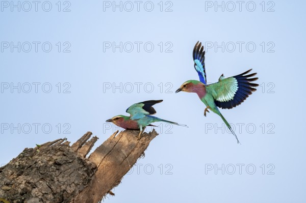 Forked Roller (Coracias caudatus), two birds approaching on a branch in front of a blue sky, Kruger