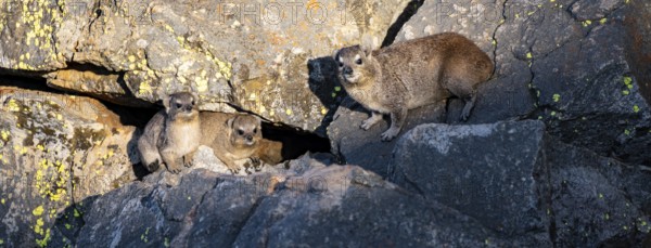 Rock hyrax (Procavia capensis), group on rocks in the evening light, Mpumalanga, South Africa