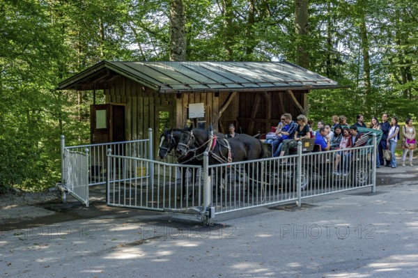 Mountain station, horse-drawn carriage stop for tourists at Neuschwanstein Castle, fairytale castle