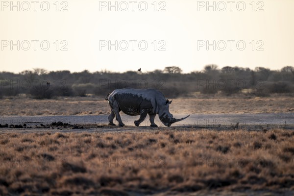 Dramatic atmosphere, Southern white rhinoceros (Ceratotherium simum simum), Khama Rhino Sanctuary,