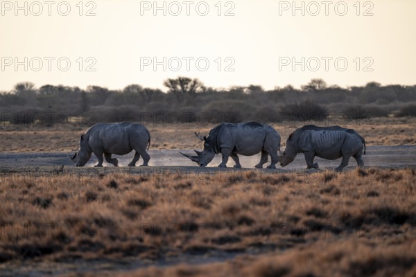 Three animals, Southern white rhinoceros (Ceratotherium simum simum) running through savannah,