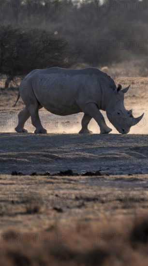 Dramatic atmosphere, Southern white rhinoceros (Ceratotherium simum simum), Khama Rhino Sanctuary,