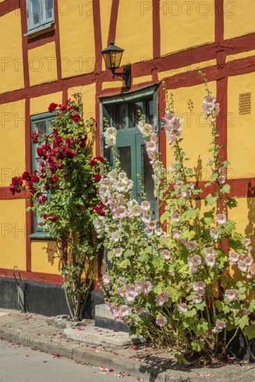 Hollyhocks (Alcea rosea) at a gate in a half-timbered house facing the street in Ystad, Skåne