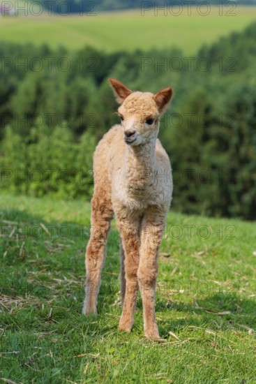 A newly born white alpaca (Vicugna pacos) stands in a green meadow on a sunny day. A green forest