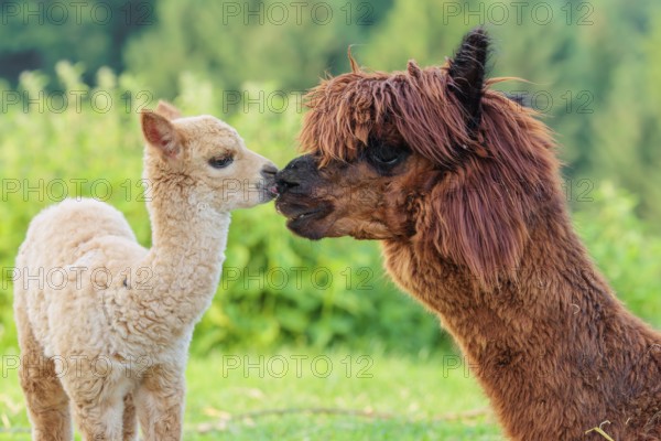 A freshly born white alpaca (Vicugna pacos) stands in front of its brown mother and sniffer on her