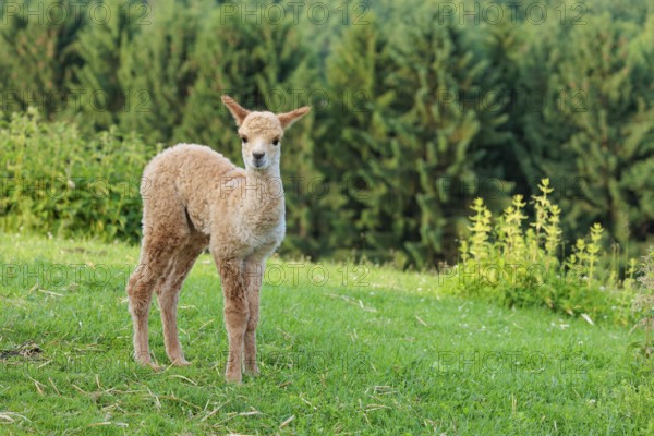A newly born white alpaca (Vicugna pacos) stands in a green meadow on a sunny day. A green forest