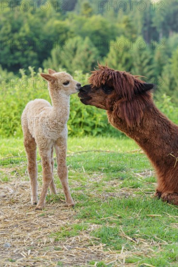 A freshly born white alpaca (Vicugna pacos) stands in front of its brown mother and sniffer on her