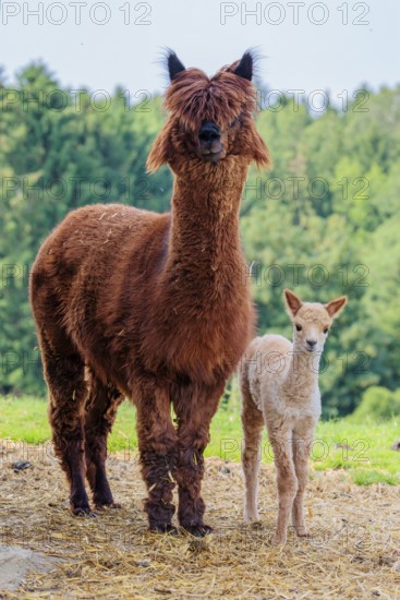 A freshly born white alpaca (Vicugna pacos) stands next to its brown mother on straw in hilly
