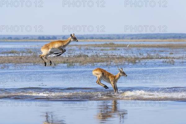 Lechwe (Kobus leche) gracefully leaps through shimmering blue waters in Chobe National Park,