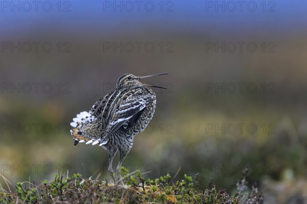 Great snipe (Gallinago media) male calling during courtship display at lek at dusk on tundra
