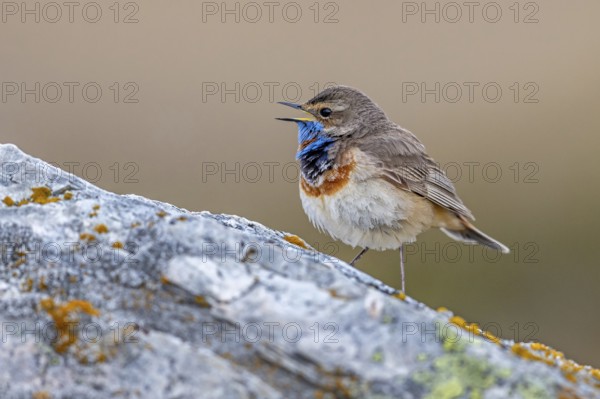 Red-spotted bluethroat (Luscinia svecica svecica) male calling from rock on the tundra in spring,