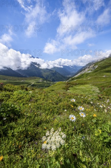 Flower meadow and mountain panorama with cloudy glaciated mountain peaks, view of Aiguille du Midi