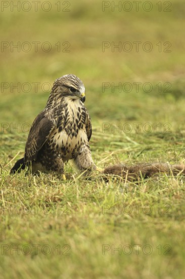 Buzzard (Buteo buteo) tugging at a dead young fox (Vulpes vulpes) on a freshly mown meadow, Allgäu,