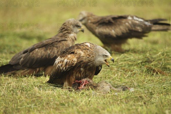 Red kite (Milvus milvus) adult bird at dead young fox (Vulpes vulpes) on freshly mown meadow,