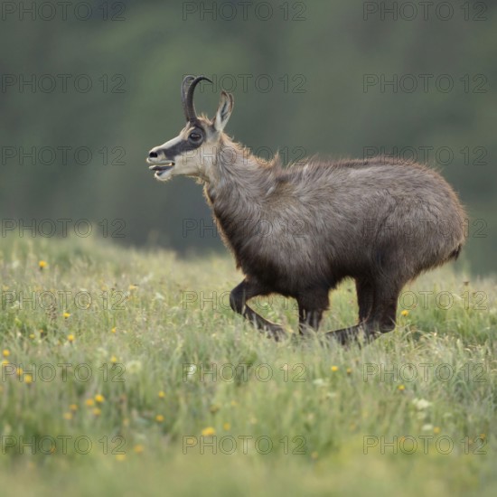 At a fast run... Chamois (Rupicapra rupicapra), rushing, running across a spring-like, blooming