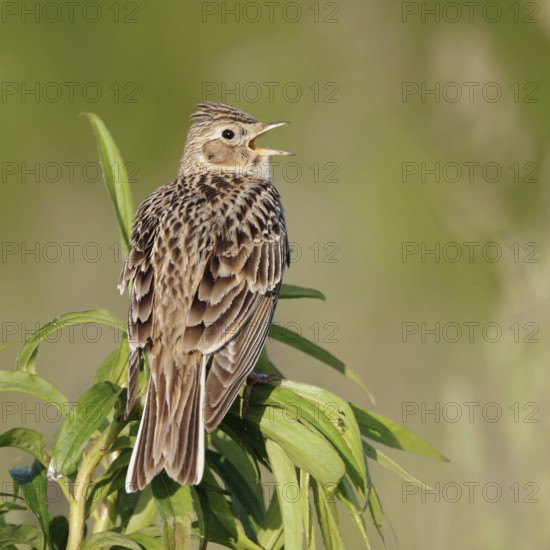 Skylark (Alauda arvensis) sitting on the top of a plant, singing its song, rear view with all