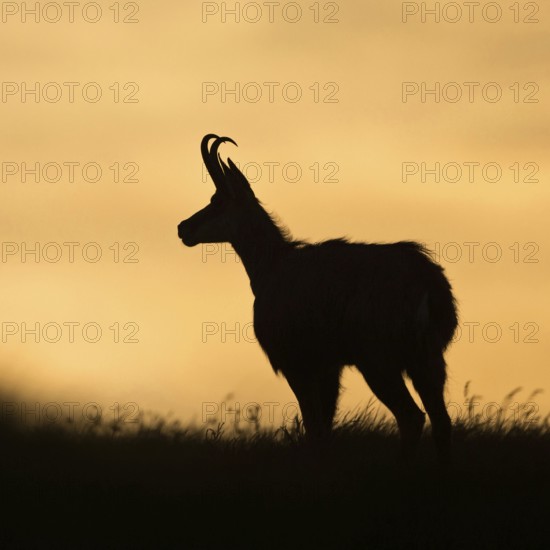 Silhouette... Chamois (Rupicapra rupicapra) on a mountain meadow, alpine pasture, in atmospheric